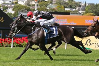 2019 Karaka Cup winner Five to Midnight (NZ) placed in the Group Two Avondale Cup and the Group One Aucland Cup. 